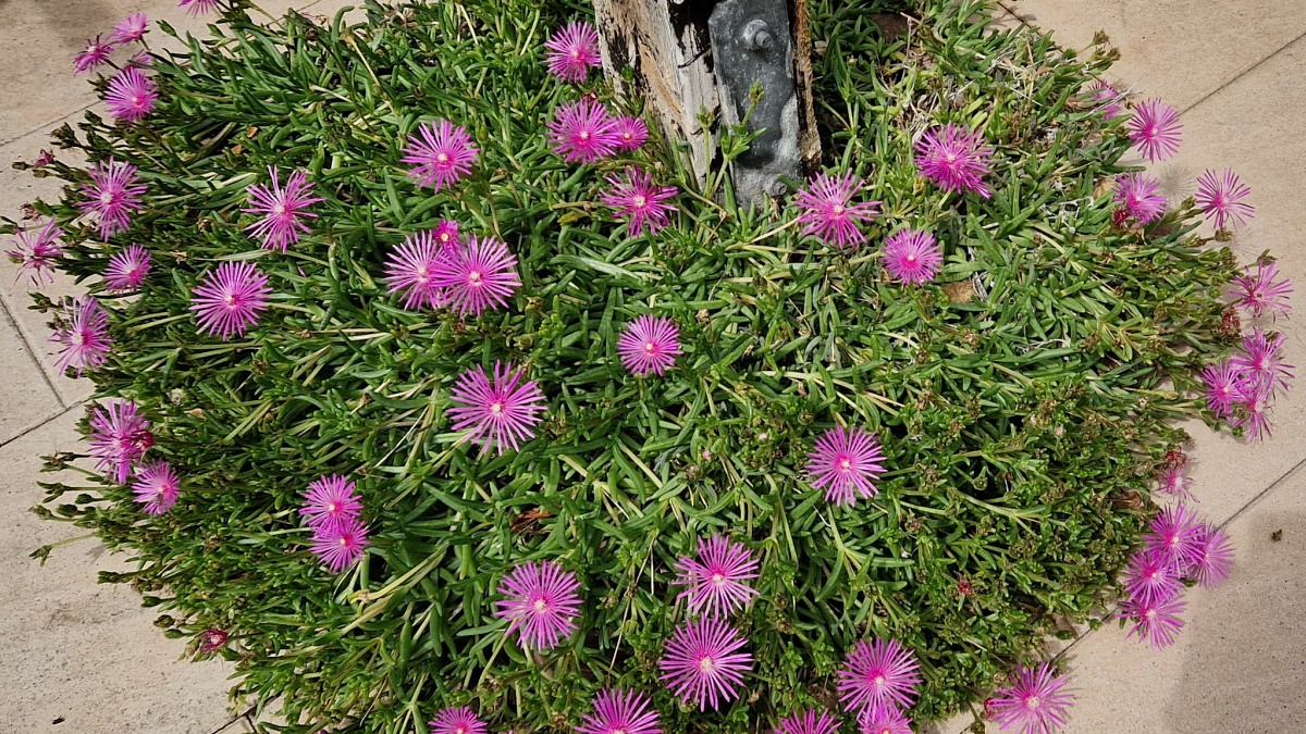 Bunte Blüten im Kneippgarten (Foto: Ralph Stenzel)