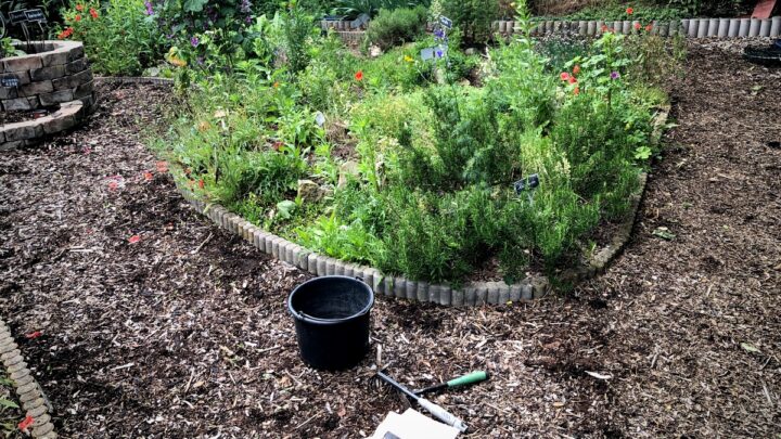 Vom Unkraut befreiter Rundweg im Kräutergarten (Foto: Dieter Dippel)