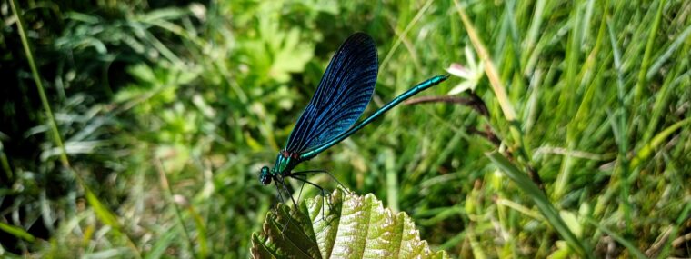 Blauflügel-Prachtlibelle am Ufer des Rednitzgrabens (Foto: Ralph Stenzel)