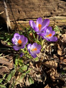 Vorfrühling im Kneipp-Garten (Foto: Rita Lion)