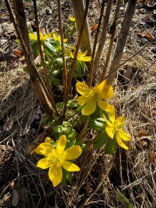 Vorfrühling im Kneipp-Garten (Foto: Rita Lion)