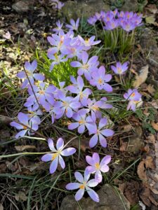 Vorfrühling im Kneipp-Garten (Foto: Rita Lion)