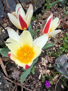 Blütenpracht im Kneipp-Garten (Foto: Rita Lion)