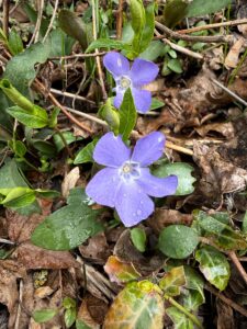 Blütenpracht im Kneipp-Garten (Foto: Rita Lion)