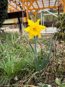 Blütenpracht im Kneipp-Garten (Foto: Rita Lion)